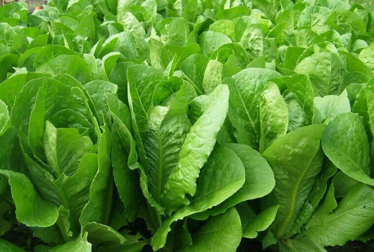 Romaine Lettuce Seeds 1000+ Parris Island Cos Heat Tolerant Organic (Lactuca sativa) for Vegetable Gardening