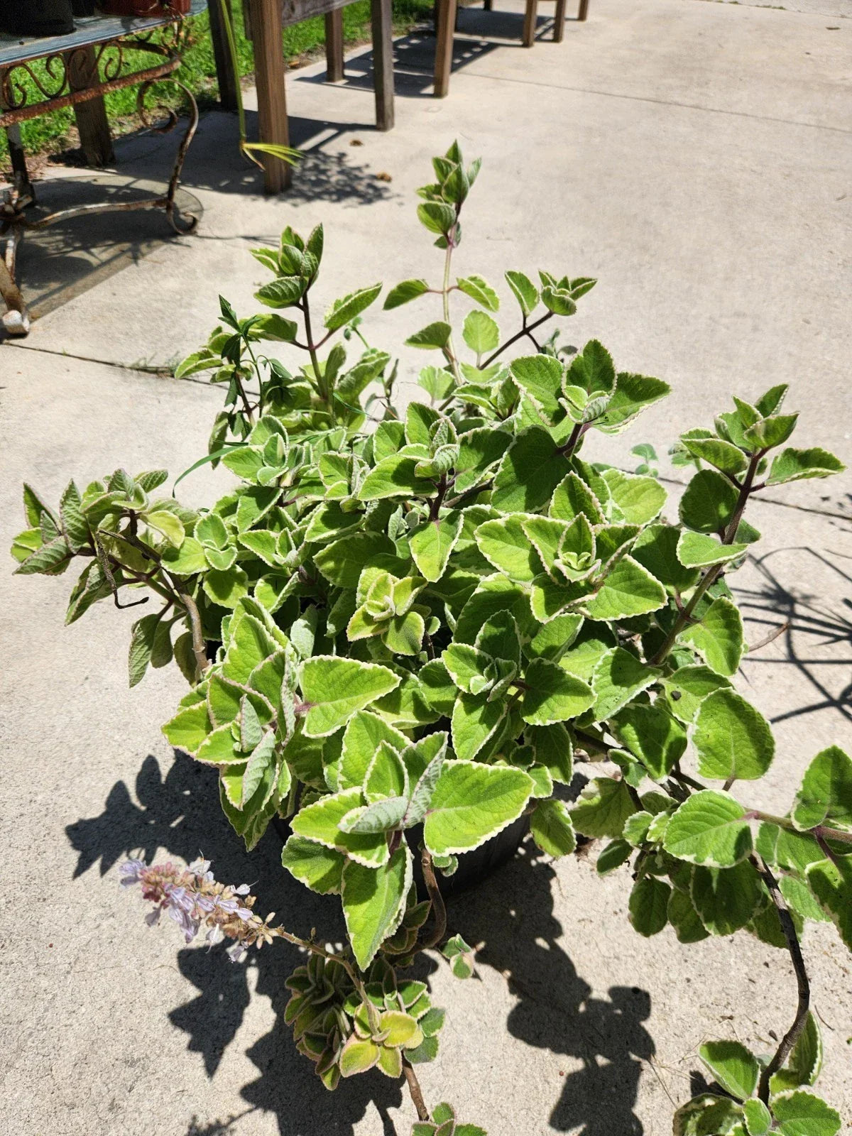Variegated Cuban Oregano Cutting - Fresh Unrooted Herb - Plectranthus amboinicus - Aromatic Culinary Plant for Gardens