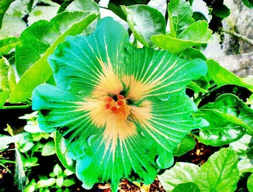 Hibiscus Seeds - 20 Perennial Green Yellow Flowers - Hibiscus rosa-sinensis - Non-GMO, Easy to Grow for Vibrant Garden Display