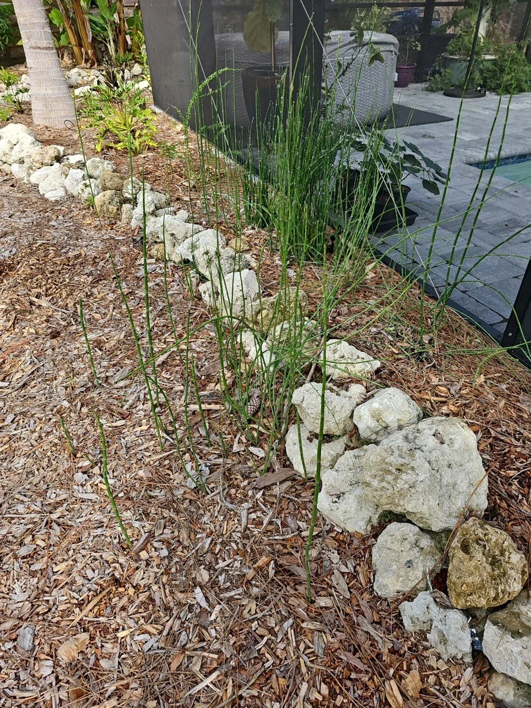 Water Horsetail Live Plant 4 pc Root Equisetum Fluviatile for Aquascape Aquarium Koi Pond - Low Maintenance Aquatic Plant