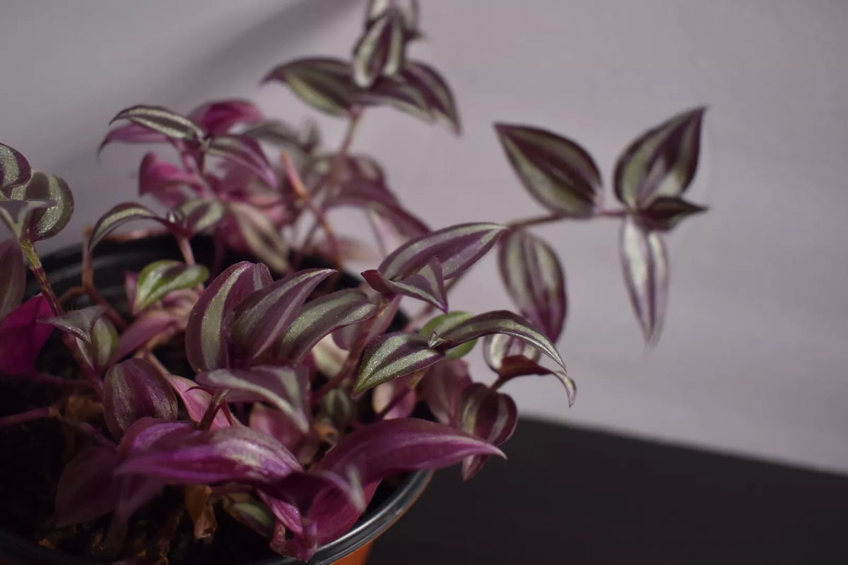 Wandering Jew Cuttings - 12 Fully Rooted - Vibrant Tradescantia zebrina - Easy Care Indoor Plant