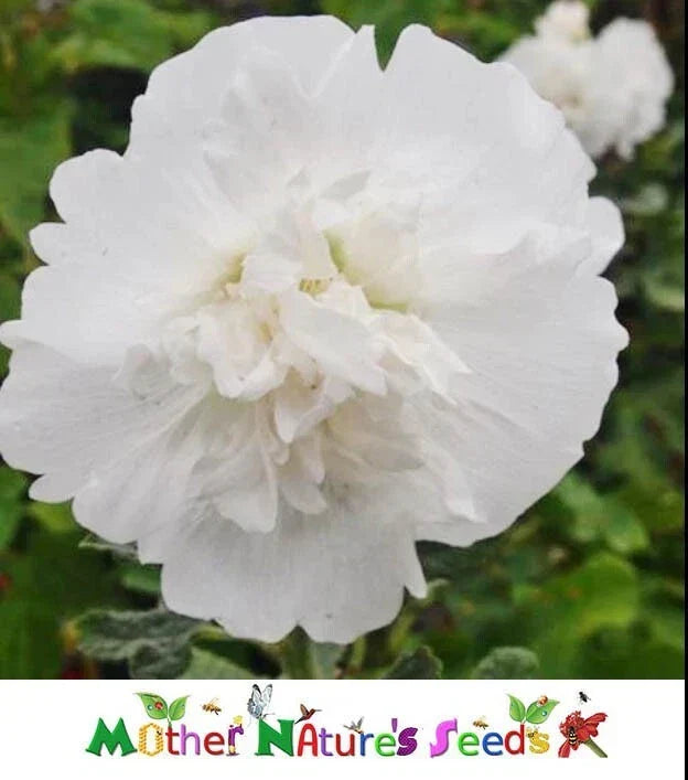 Hollyhock Seeds 50 Pack Majorette Double White Dwarf Biennial Non-GMO Alcea rosea Garden Flowers