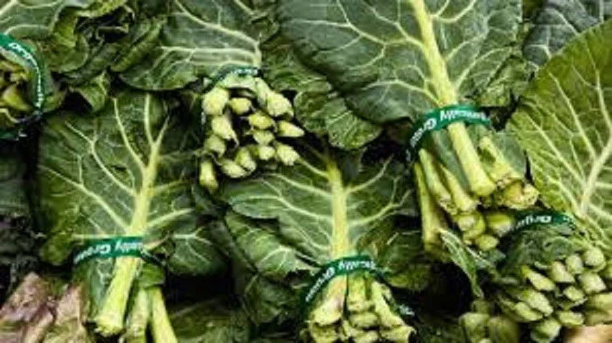 Organic Heirloom Seeds - Georgia Southern Collard Greens - Non-GMO - Brassica oleracea var. viridis - 100 Seeds for Vegetable Gardening
