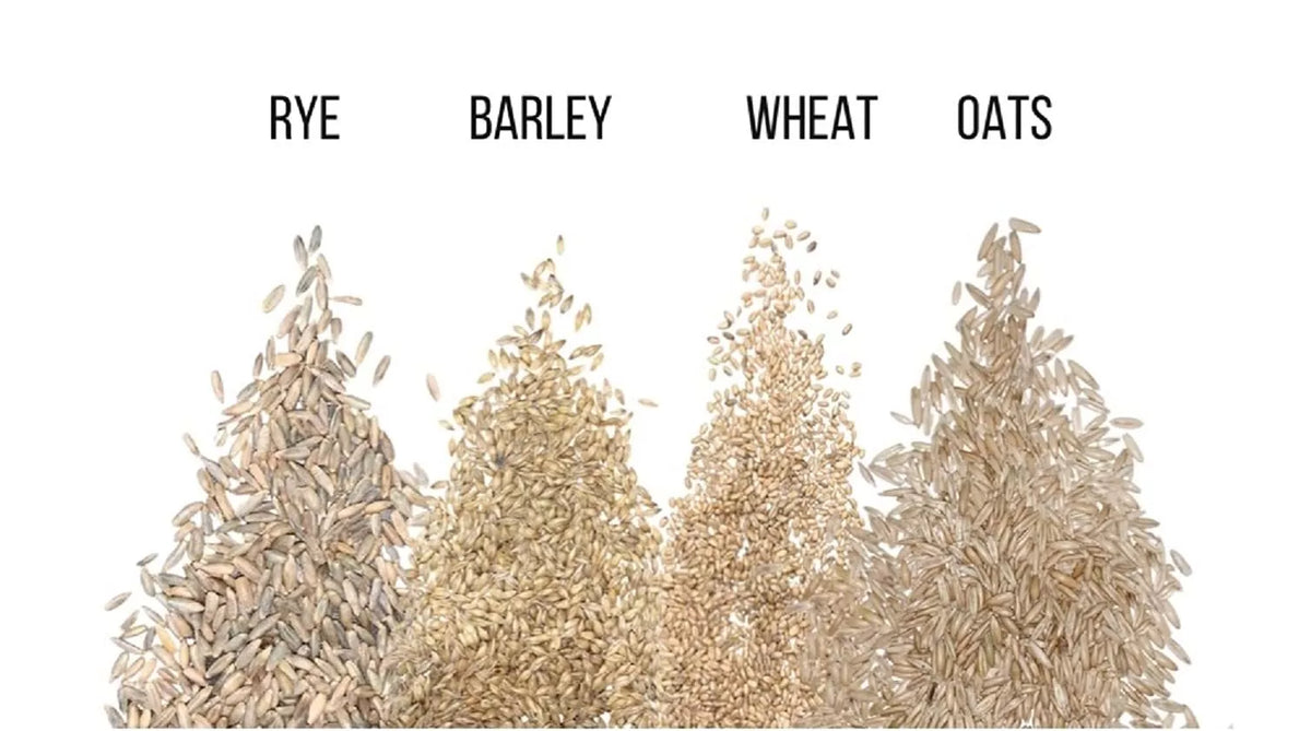 Cat Grass Seeds - 4-Way Blend for Indoor Cats - Organic Rye, Wheat, Oats, Barley - Non-GMO Triticum spp., Avena sativa, Secale cereale, Hordeum vulgare