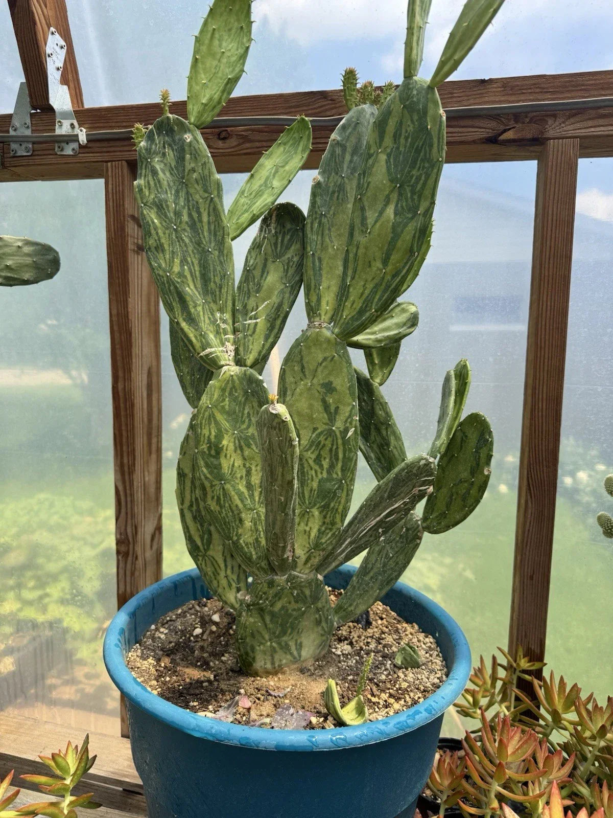 Velvet Opuntia Plants - Rooted Starts - Opuntia Tomentosa - Fast Growing Desert Cactus - Low Maintenance Succulent