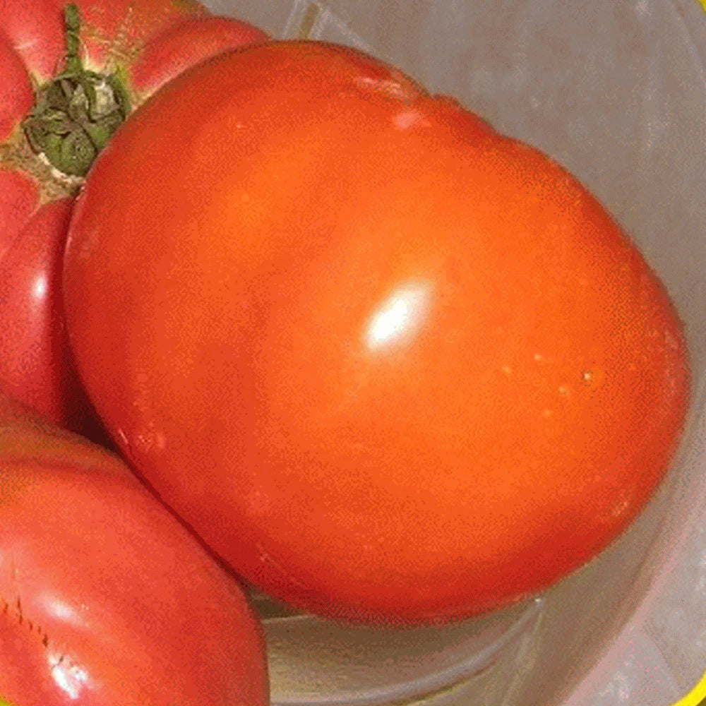 Giant Belgian Pink Tomato Seeds - Heirloom Variety - Solanum lycopersicum - 25 Non-GMO Seeds for Home Gardening