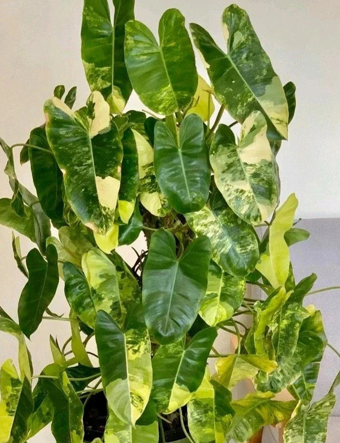 Variegated Burle Marx Philodendron Cutting | Air Roots & Nodes | Indoor House Plant | Philodendron 'Burle Marx'