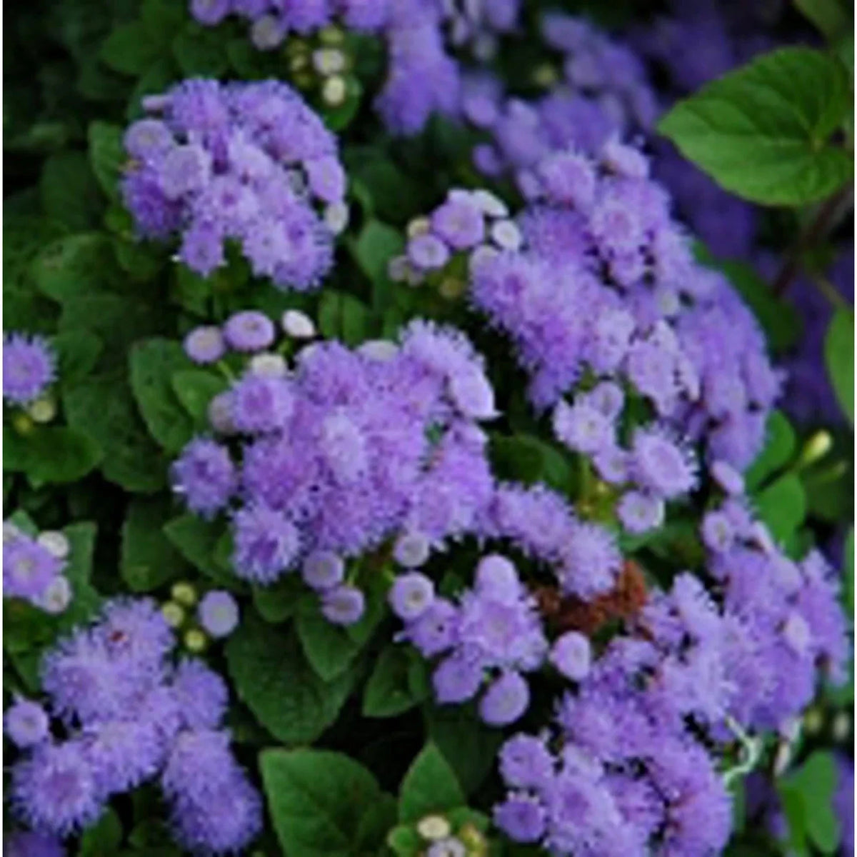 Ageratum Flower Seeds - Blue Mink - Non-GMO Edible Garden Variety - Ageratum houstonianum - 20+ Seeds