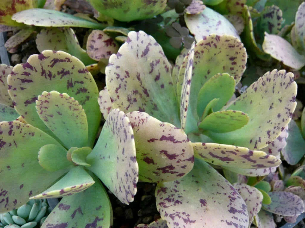 Kalanchoe Marmorata Cuttings 5" Length, Spotted Penwiper Succulent, Live Indoor Plant, Easy Care Succulent