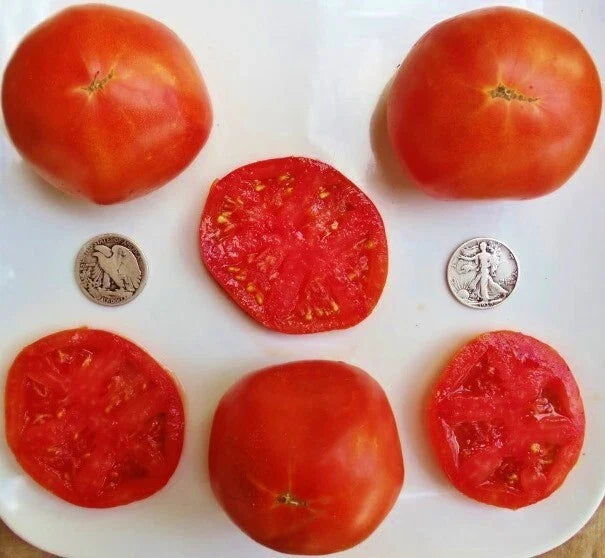 Abe Lincoln Tomato Seeds - 25 Count - Incredibly Sweet - Solanum lycopersicum