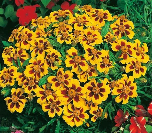 Dwarf French Marigold Seeds - 300+ Non-GMO Tagetes patula - Bright Yellow Orange Blooms for Garden, Patio, Container