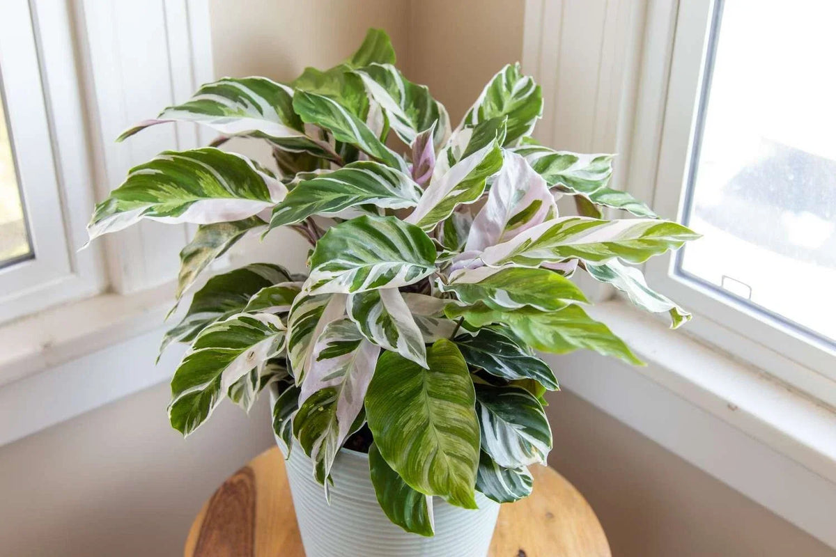 Calathea Seeds - 25+ White Fusion Variety - Calathea 'White Fusion' - Indoor/Outdoor Planting