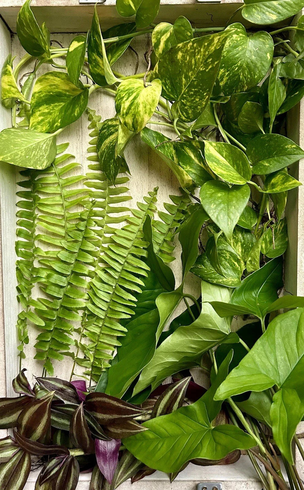 40 Rooted Plant Cuttings - Assorted Varieties for Indoor/Outdoor Gardening - Eco-Friendly Mix - Perfect for Plant Enthusiasts