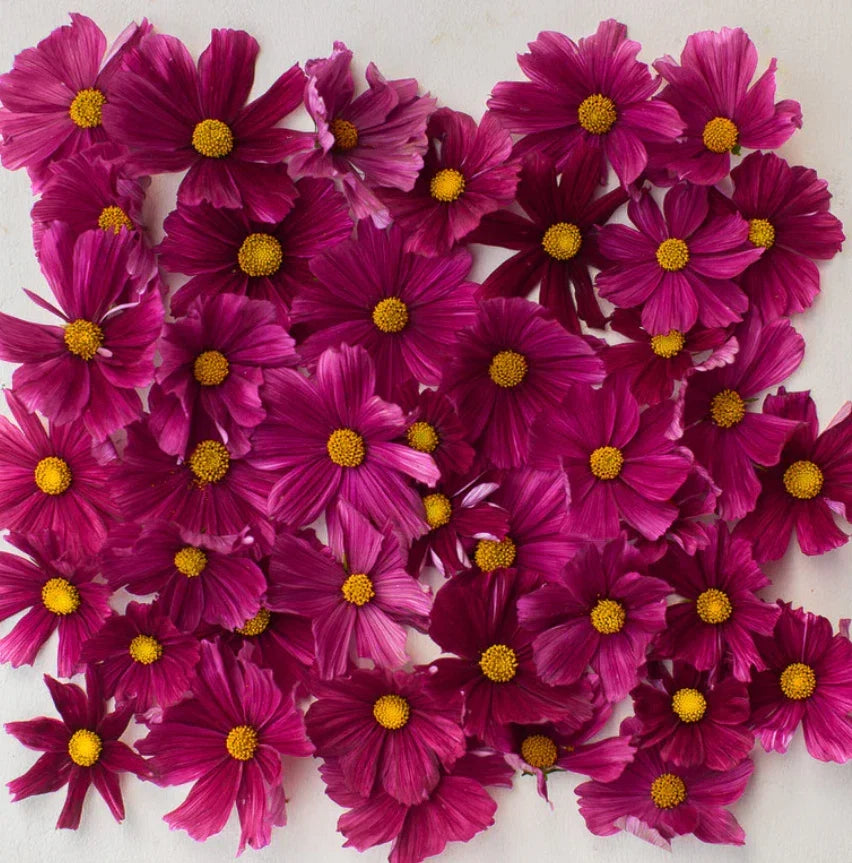 Cosmos Seeds 100 Count Dwarf RUBENZA Ruby Red Non-GMO Pollinators Cosmos bipinnatus