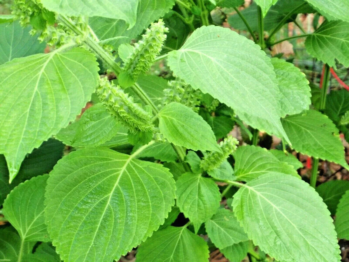 Green Shiso Seeds - 100+ Perilla frutescens - Aromatic Culinary Herb for Sushi & Soup - Non-GMO Gardening Seeds