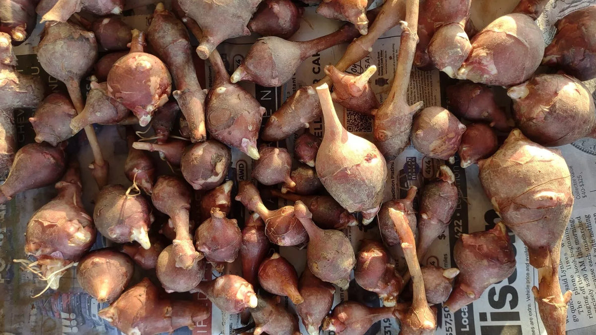 Jerusalem Artichoke Tubers 5 Medium Red Organic Helianthus tuberosus for Planting - Perfect for Culinary Use and Easy Growth