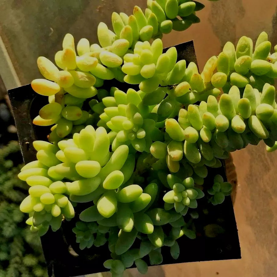 Sedum Burrito Cuttings - 2 Cuttings 3-5" - Burro’s Tail Succulent (Sedum morganianum) - Easy Care for Indoor/Outdoor Gardens
