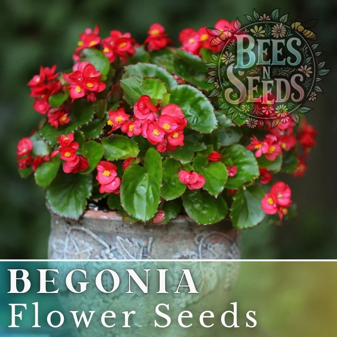 Rich Berry Begonia Seeds - 45 or 125 Non-GMO Flower Seeds - Begonia x tuberhybrida - Ideal for Gardens and Containers