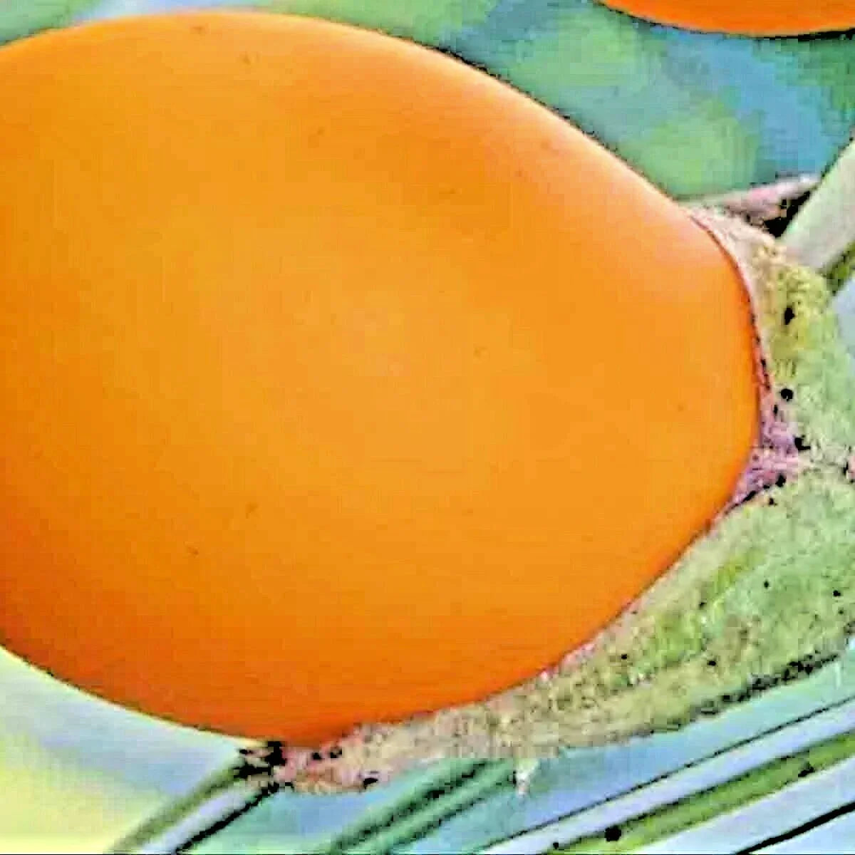 Golden Eggplant Seeds - 50+ Rare Heirloom Non-GMO Seeds for Indoor Gardening (Solanum melongena) - Unique Golden Fruit Variety