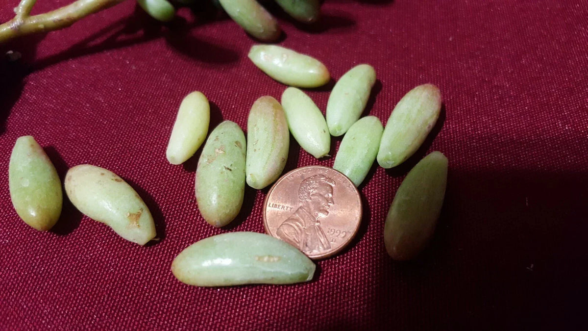 Jelly Bean Succulent Cuttings 20 pcs - Sedum rubrotinctum, Colorful Green & Red Leaves for Propagation and Planting