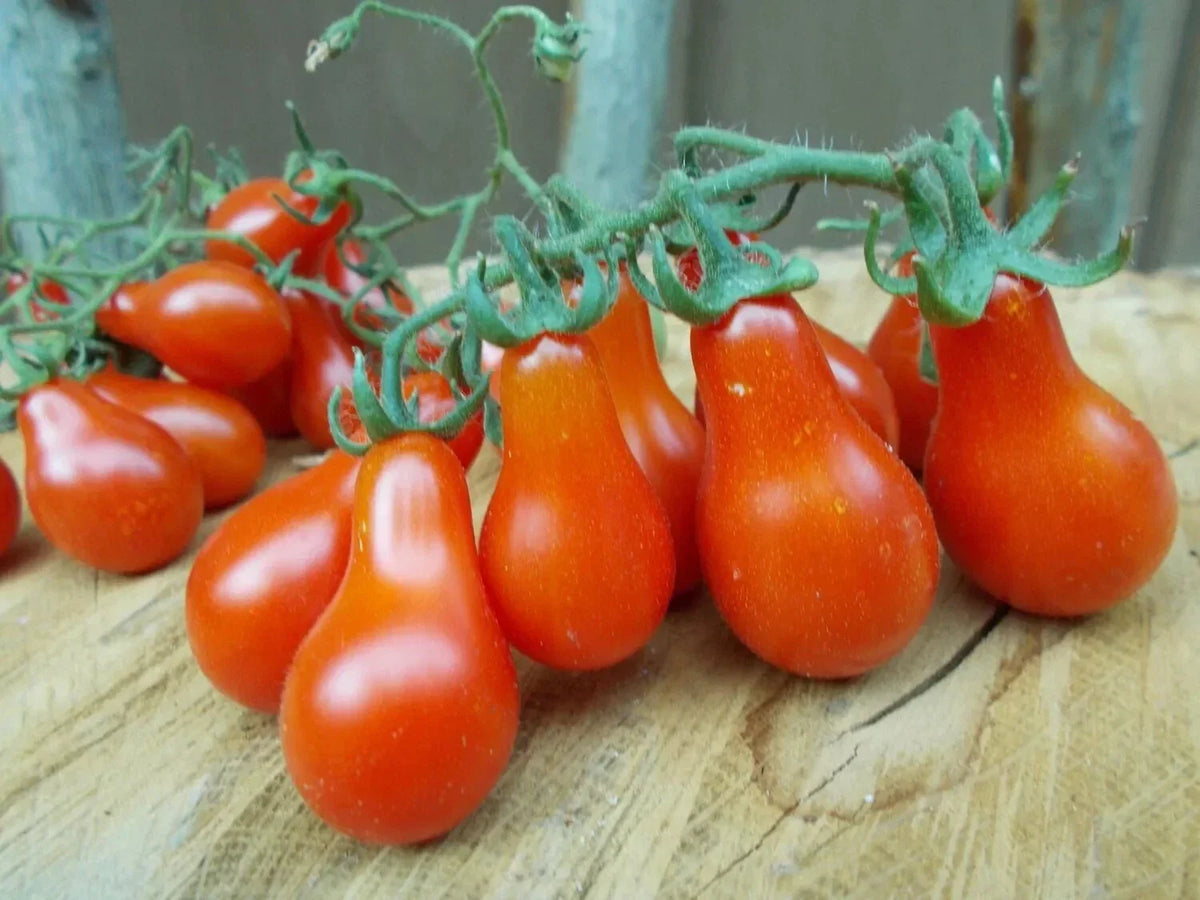 Red Pear Tomato Seeds - 10+ Heirloom NON-GMO Seeds - Solanum lycopersicum - Perfect for Salads & Fresh Eating