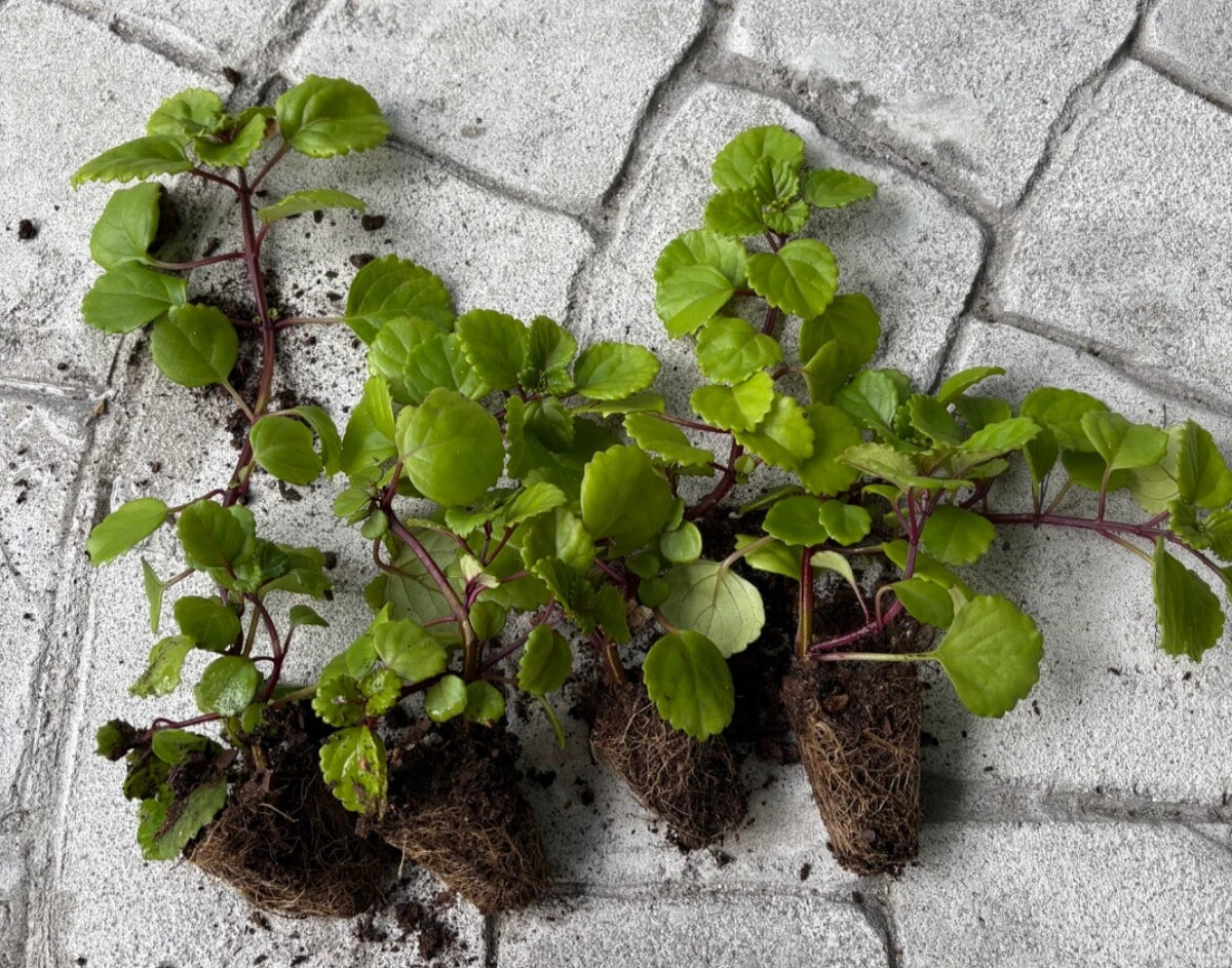 Swedish Ivy Live Plants 4-Pack - Creeping Charlie, Vibrant Green Foliage, Plectranthus verticillatus, Rooted in Soil