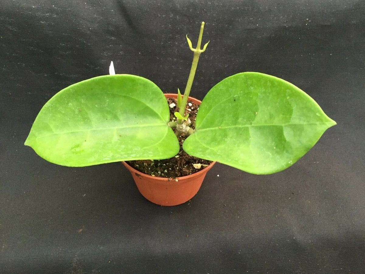 Hoya pottsii 'Chiang Mai' Rooted Plant in 2.5" Pot - Compact, Fragrant Indoor Plant for Small Spaces, Easy Care Hoya