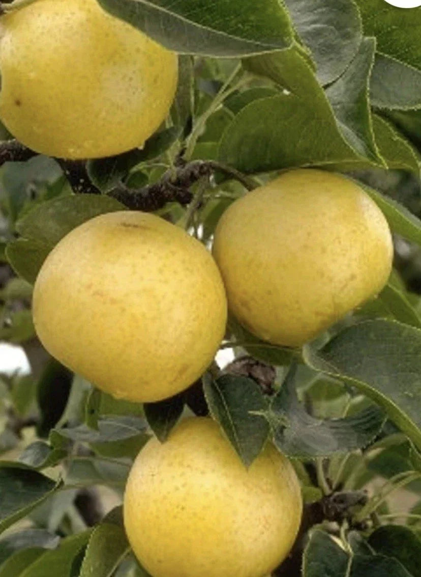 20th Century Pear Cuttings - 4 Yellow Crispy Juicy Cuttings - Pyrus communis - Ideal for Home Gardening & Propagation