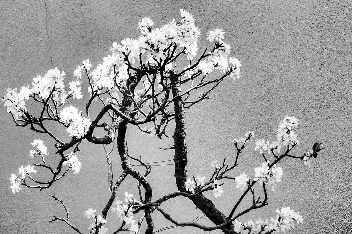 Cherry Tree Bonsai Seeds - 20 Seeds for Planting - Prunus serrulata - Ideal for Indoor Gardening & Compact Growth