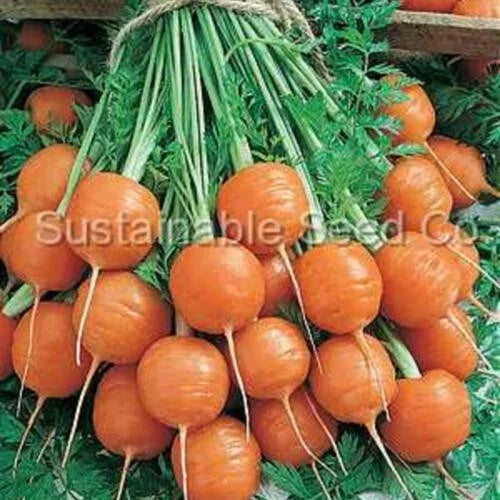Tonda di Parigi Carrot Seeds - 1000+ Heirloom Seeds for Garden Planting - Daucus carota - Non-GMO, USA