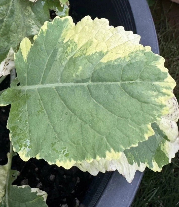 Tree Collards Cuttings - 2 Organic Kosmic Kale Cuttings - Brassica Oleracea Var. Alboglabra - Plant Propagation