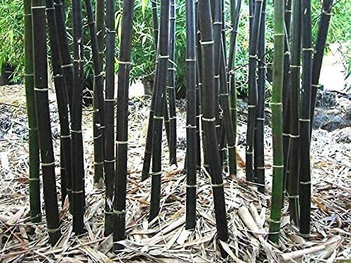 150 Black Bamboo Seeds - Rare Phyllostachys Nigra for Planting - Unique Black Stems for Privacy Screens and Landscaping