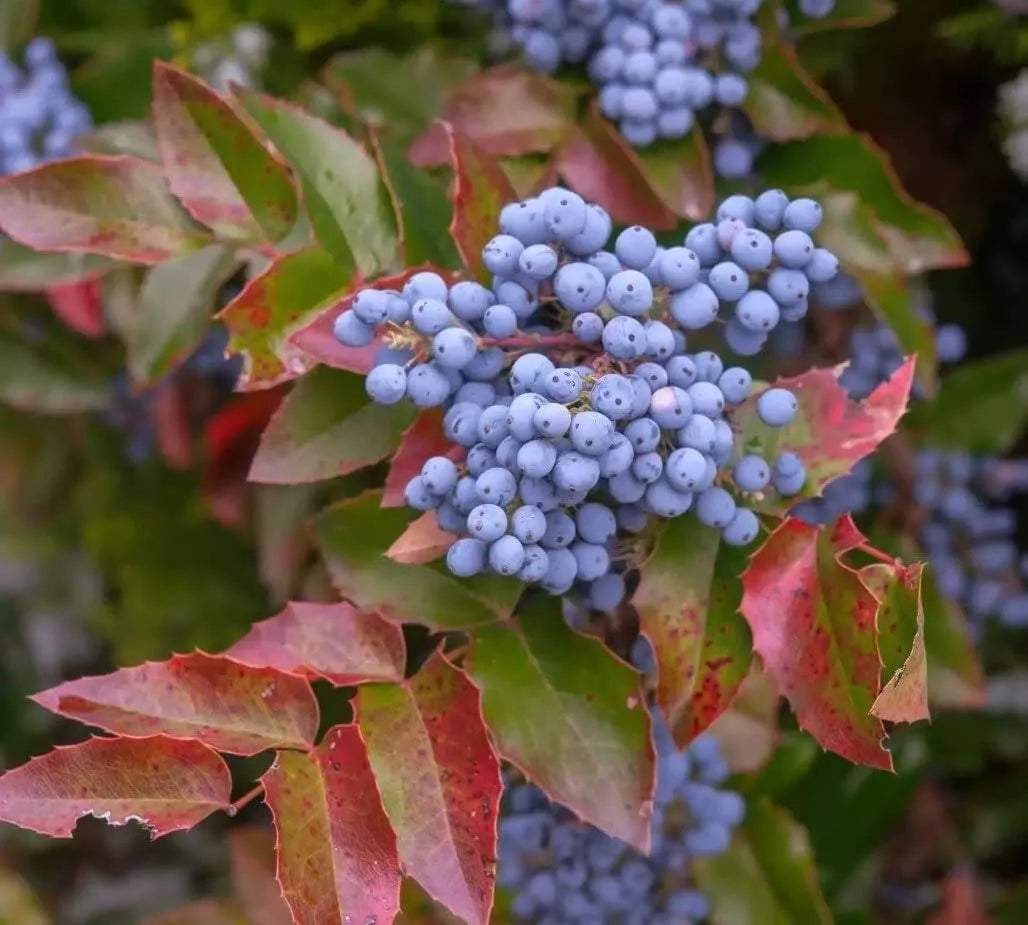Creeping Barberry Bush Seeds - 50 Pack - Oregon Grape - Mahonia repens - Low-Maintenance Ground Cover for Gardens