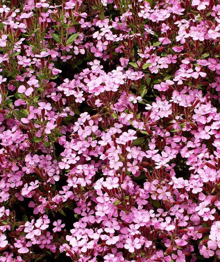 Groundcover Soapwort Seeds - Spreading Pink Perennial - Non-GMO - 1000 Seeds - Saponaria ocymoides