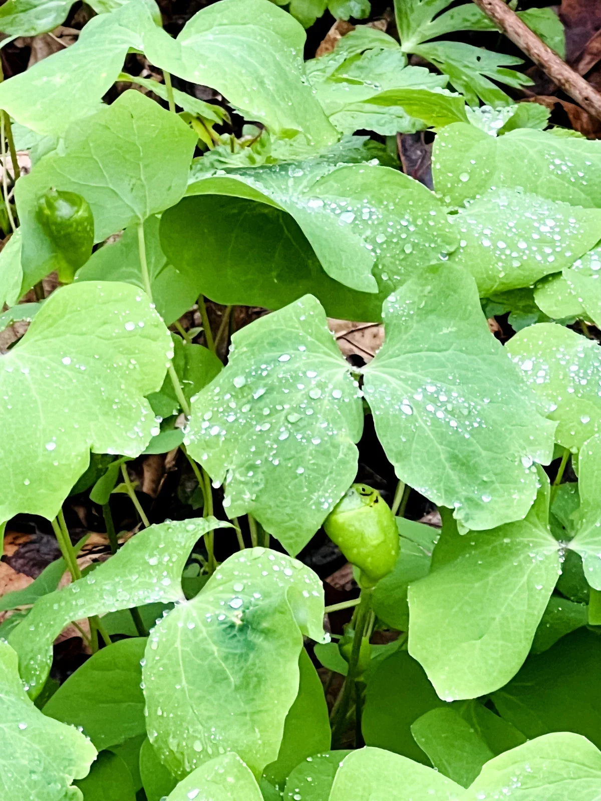 Twin Leaf Plant Bareroot 5-Pack Jeffersonia diphylla Perennial Wildflower for Woodland Garden, Shade-Loving, Pollinator Friendly