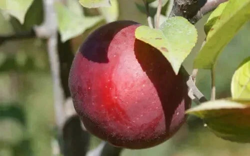 Macoun Apple Seeds - 25+ Premium Seeds for Home Gardening - Malus domestica - USA Grown - Sweet-Tart Flavor