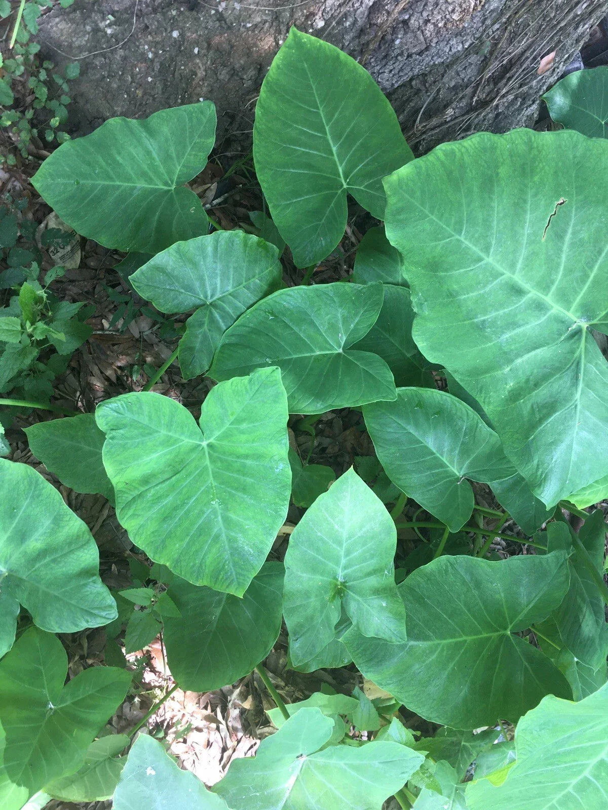 Elephant Ear Bulbs 2 Pack, Fast Growing Colocasia esculenta, Ready to Plant, Tropical Garden Focal Point