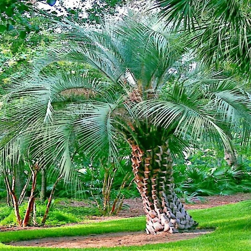 Jelly Pindo Palm Tree Seeds - 10 Pack Butia capitata - Cold Hardy Tropical Fruit Plant Seeds for Gardening and Landscaping