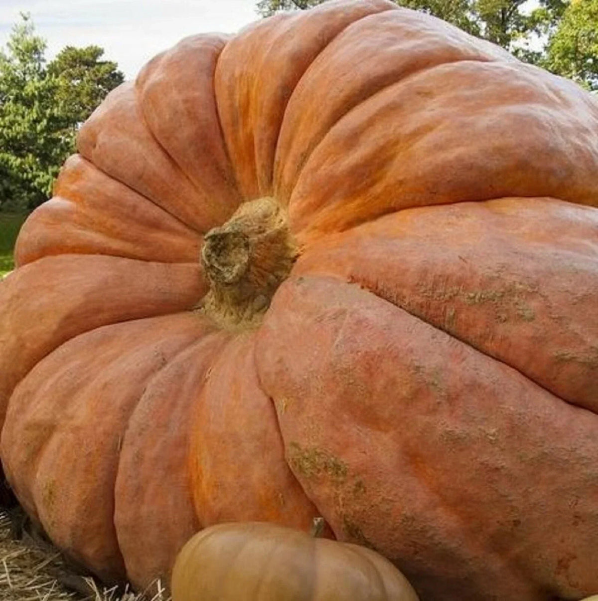 Atlantic Giant Pumpkin Seeds - 5 Non-GMO Seeds - Cucurbita maxima - Ideal for Halloween & Fall Decor