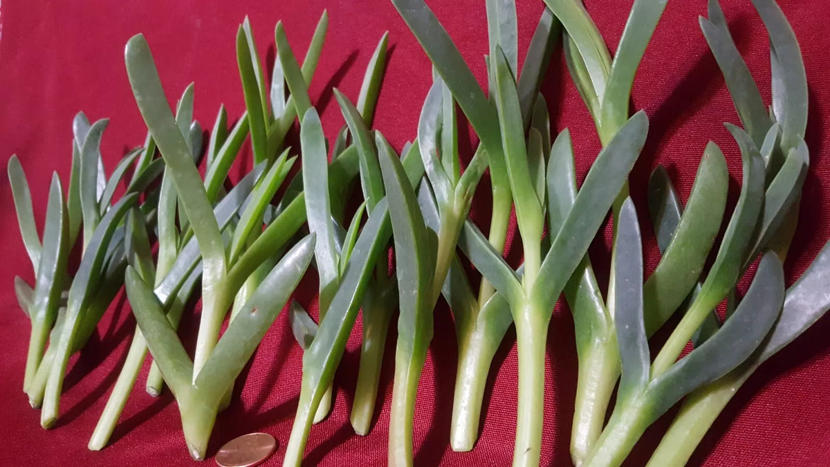Ice Plant Succulent Live Cuttings 17 Pieces 3-5 Inches Coastal Pig Face Delosperma cooperi - Vibrant, Drought-Tolerant Garden Plant
