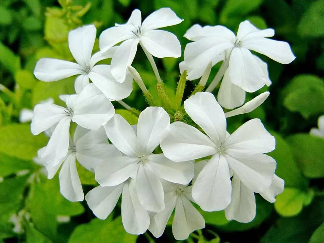 Plumbago White Seeds, 50 Count, Snowdrift, Plumbago auriculata - Elegant White Flowering Ground Cover Seeds for Garden