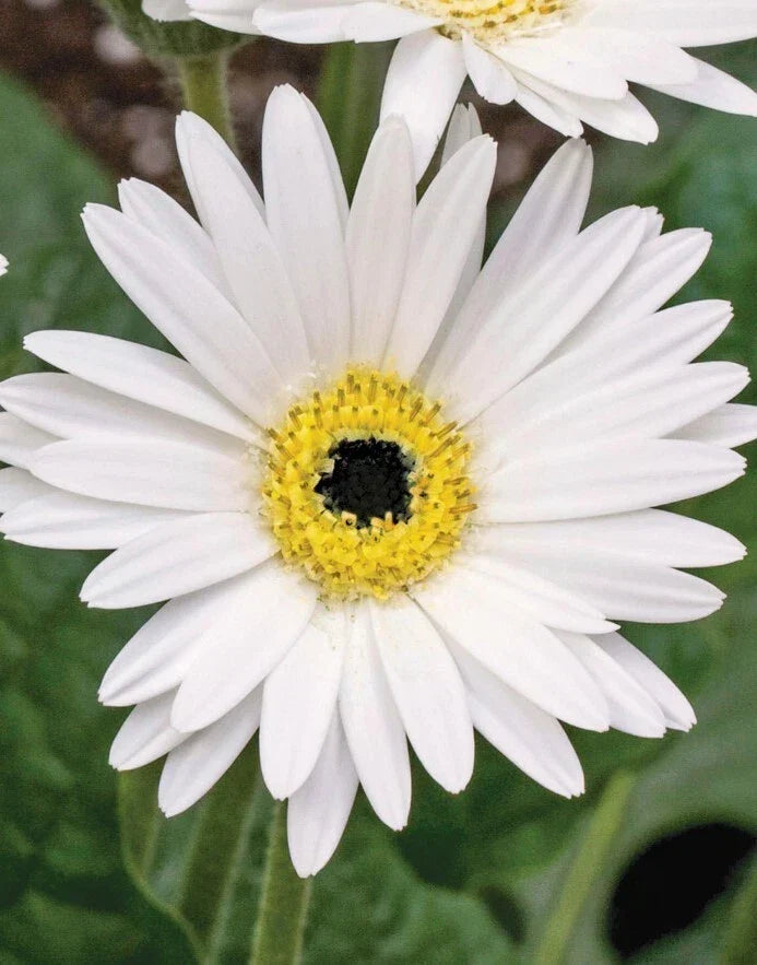 Gerbera Daisies Live Plant 3-5" Pink White Blooms Gerbera jamesonii 'Sweet Frosting' Compact Bushy Ornamental Plant