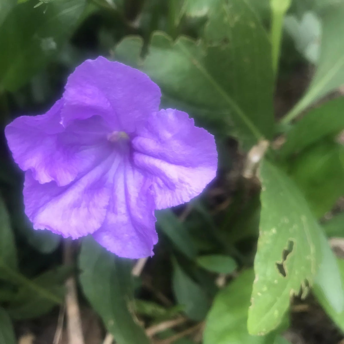 Mexican Petunia Cuttings - 10 Fresh Rotted Cuttings - Ruellia Brittoniana - Easy to Grow, Vibrant Blooms for Gardens