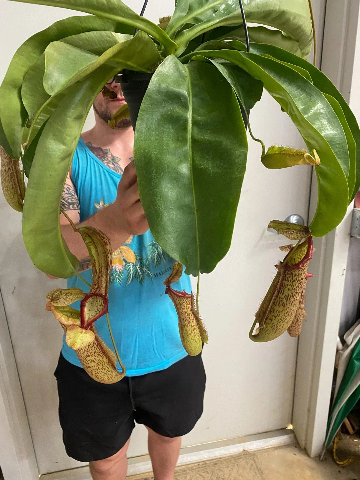Nepenthes Miranda Pitcher Plant 2.5" Pot Rooted Carnivorous Plant - Green with Red Hues (Nepenthes Miranda)
