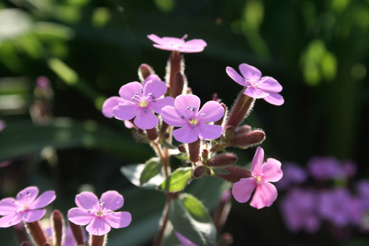 Soapwort Seeds 105 Count Pink Bouncing Bet Saponaria officinalis Non-GMO Garden Planting Supplies