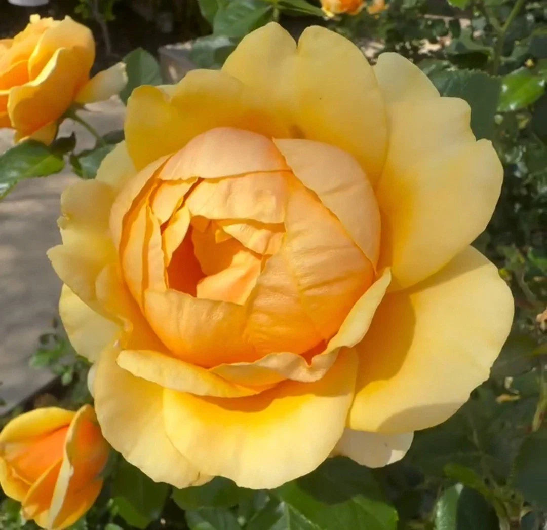 Unrooted Yellow Rose Cuttings - 3 Fresh Cuttings 5-8" Long - Rosa spp. for Gardening and Propagation