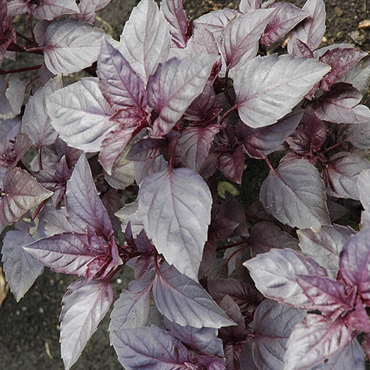 Dark Opal Basil Seeds | Heirloom Non-GMO Culinary Herb | Ocimum basilicum 'Dark Opal' | 100 Seeds Packet