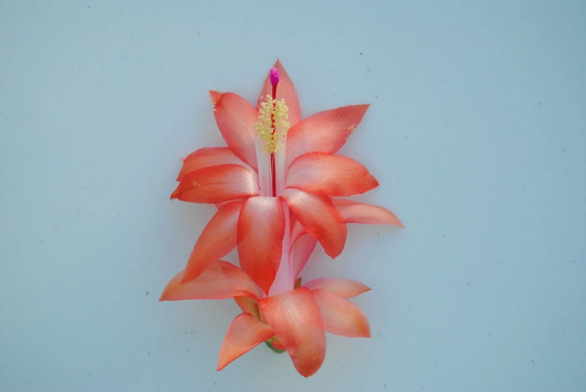 Christmas Cactus Starter Plant - Small Healthy Schlumbergera Truncata - Vibrant Blooms for Home Decor and Gifts