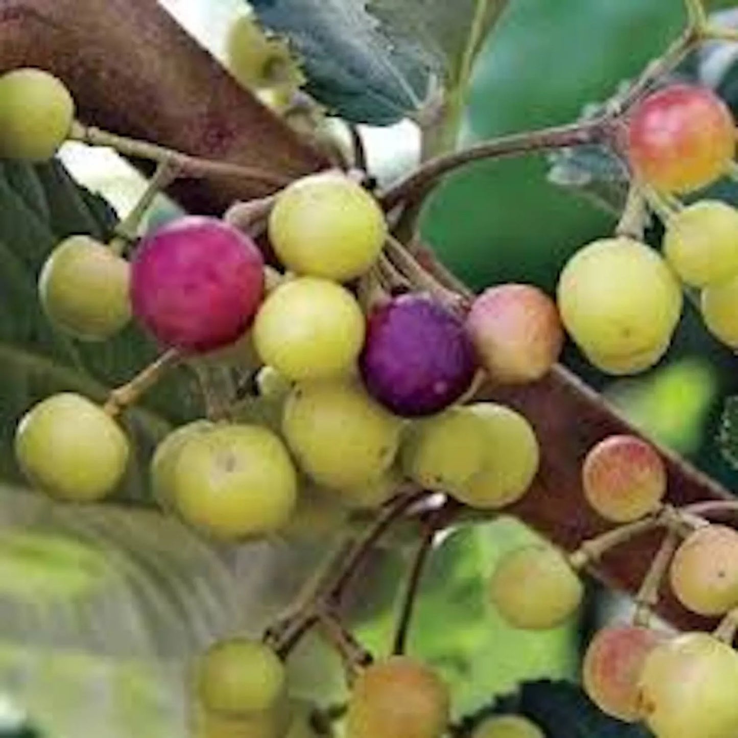 Sherbet Berry Plant Starter - 1 Grewia asiatica Edible Fruit - Drought-Tolerant Shrub, 6-15 ft, Antioxidant-Rich Berries