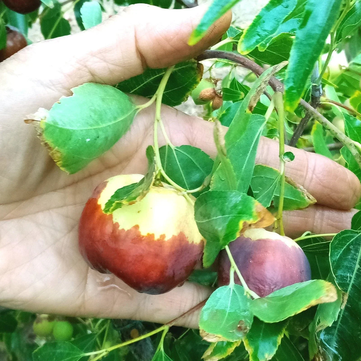 Jujube Tree Cuttings 8-Inch Thin Redlands #4 Scion Wood Ziziphus jujuba for Grafting, Ideal for Home Gardeners and Growers